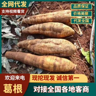 【广西葛根】优质葛根基地直供量大从优代发全国