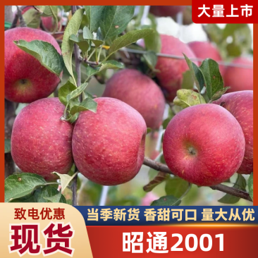 云南昭通苹果2001产地直发品质保障对接市场商超