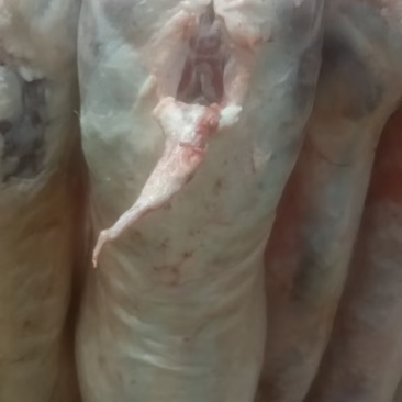 白条羊，大量货源，量大价优，欢迎咨询采购！有现货。