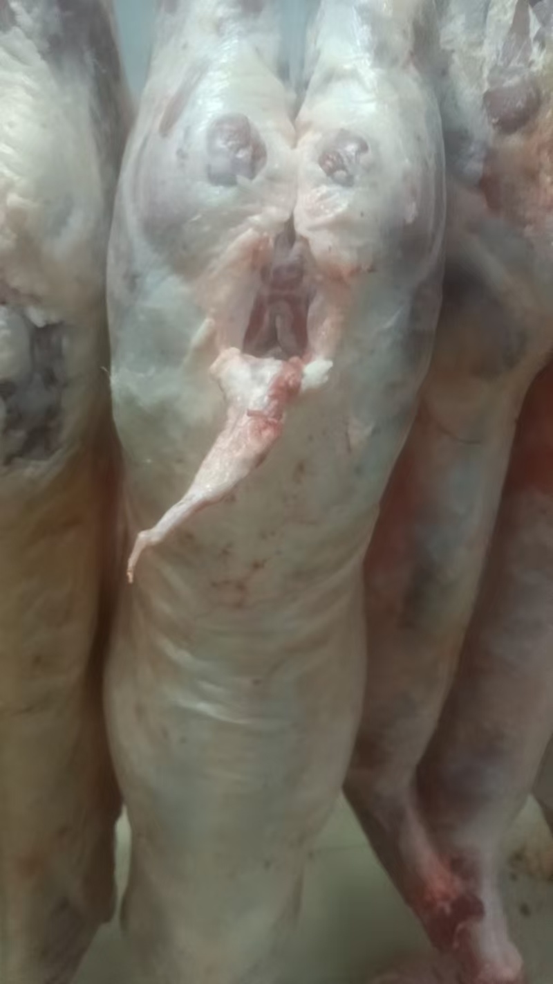 白条羊，大量货源，量大价优，欢迎咨询采购！有现货。