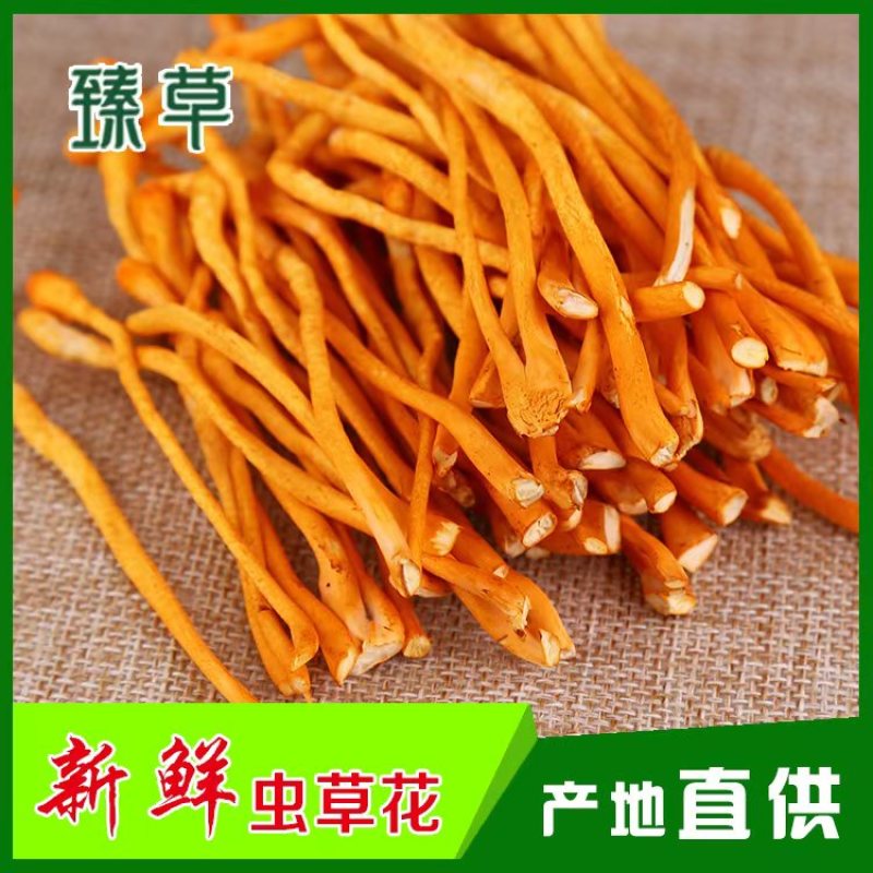 虫草货、内蒙虫草花产地直发，一件代发，全国发货