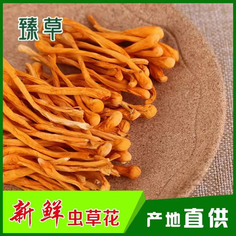 虫草货、内蒙虫草花产地直发，一件代发，全国发货