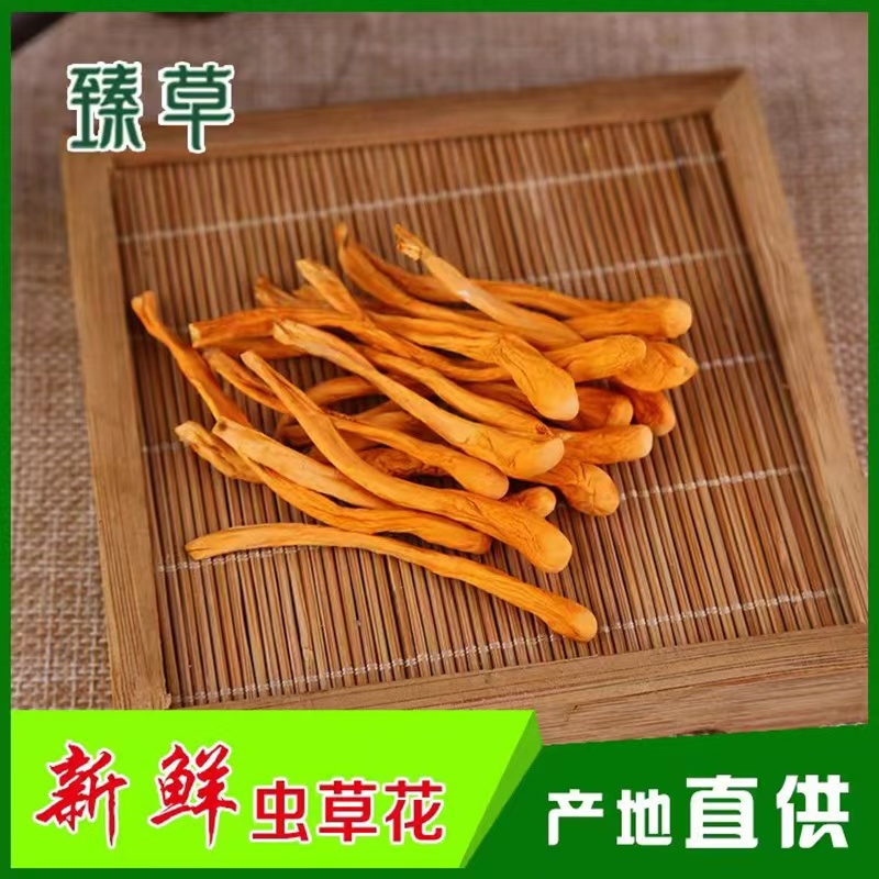 虫草花、食用菌虫草花大量有货，可视频看货，产地直发