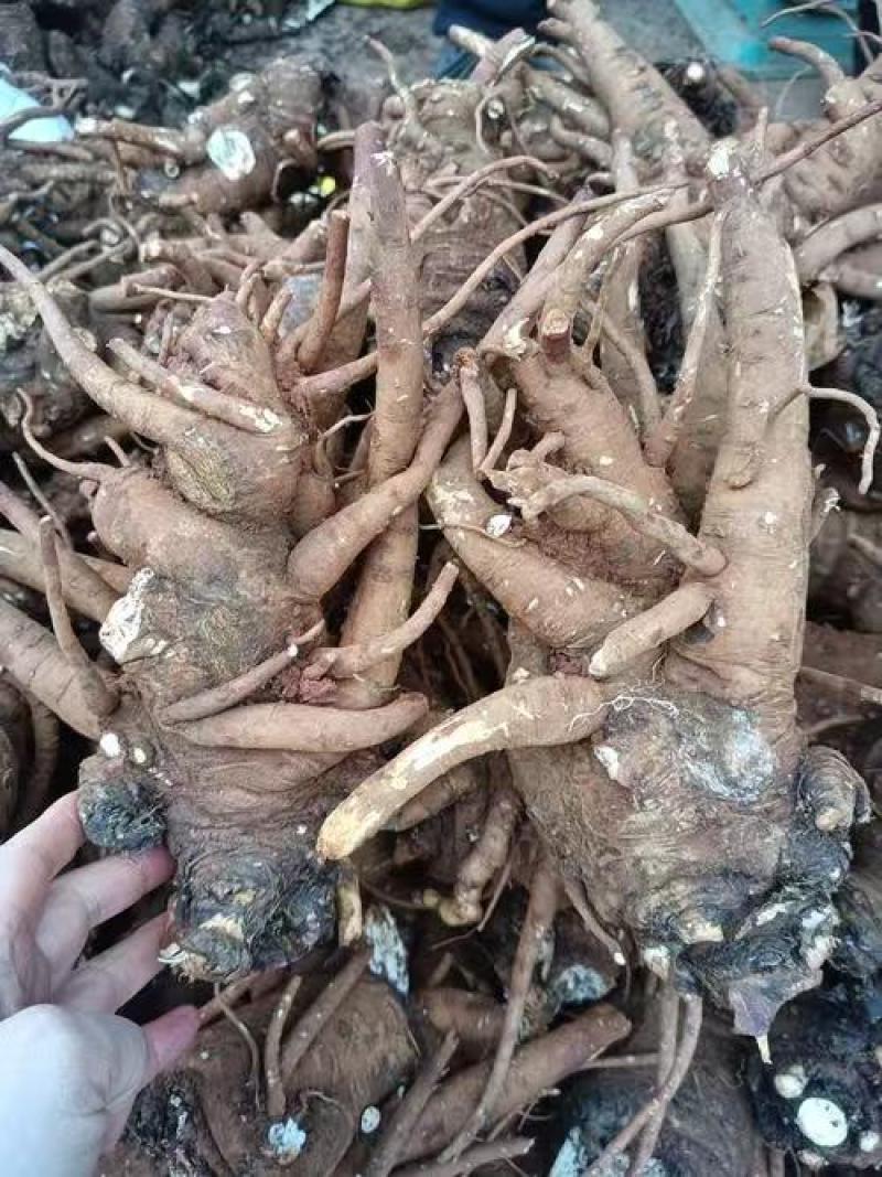 当归、云南云当归大量有货，量大价格从优，可视频看货