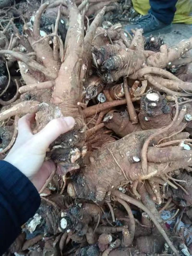 当归、云南云当归大量有货，量大价格从优，可视频看货