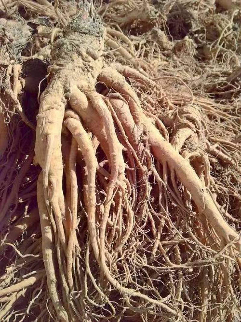 当归、云南云当归大量有货，量大价格从优，可视频看货