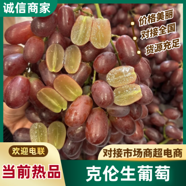 克伦生葡萄山西葡萄基地直发供应全国市场电商