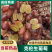克伦生葡萄山西葡萄基地直发供应全国市场电商