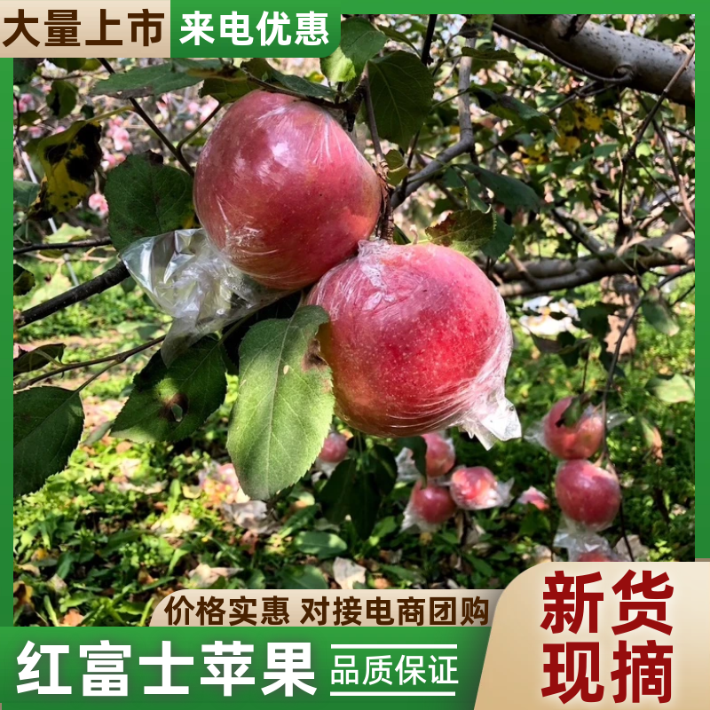 【山西红富士苹果】红富士苹果脆甜多汁量大从优欢迎咨询