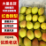 【放心购买】红香酥梨山西酥梨海量货源代发全国市场