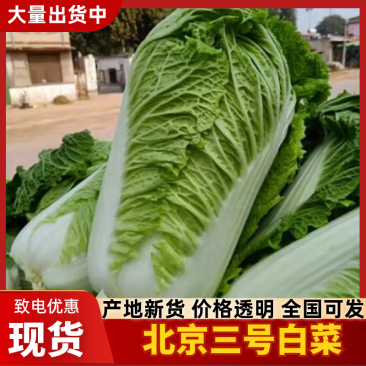 北京三号白菜/对接市场/加工厂/商超/欢迎来电洽谈价更优