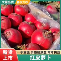 春节正常发货红皮萝卜无虫眼无黑心表皮光滑大量有货