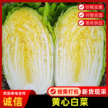 春节正常发货河北唐山滦南白菜黄心白菜产地直发货源稳定