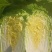河北大白菜大量上市中，一手货源视频看货欢迎致电