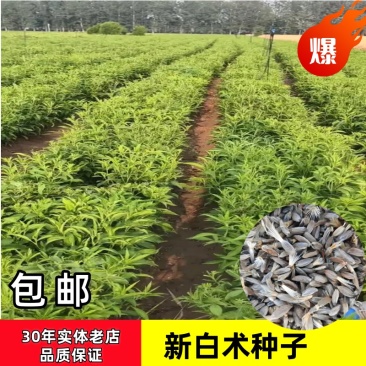 白术种子白术籽一斤起批包邮