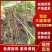 【热销中】四川通草苗基地直发现挖现发成活率高支持当地考察
