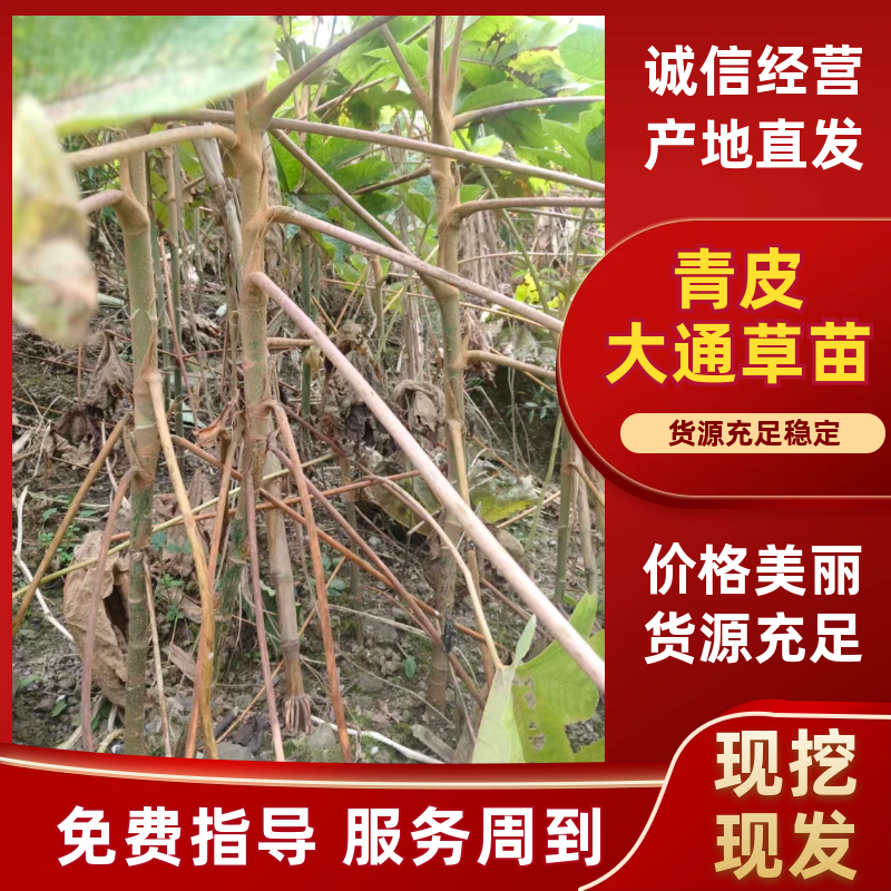 【热销中】四川通草苗基地直发现挖现发成活率高支持当地考察