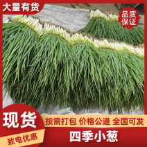 安徽分葱对接商超批发市场/欢迎咨询