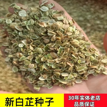 白芷种子白芷籽一斤起批包邮