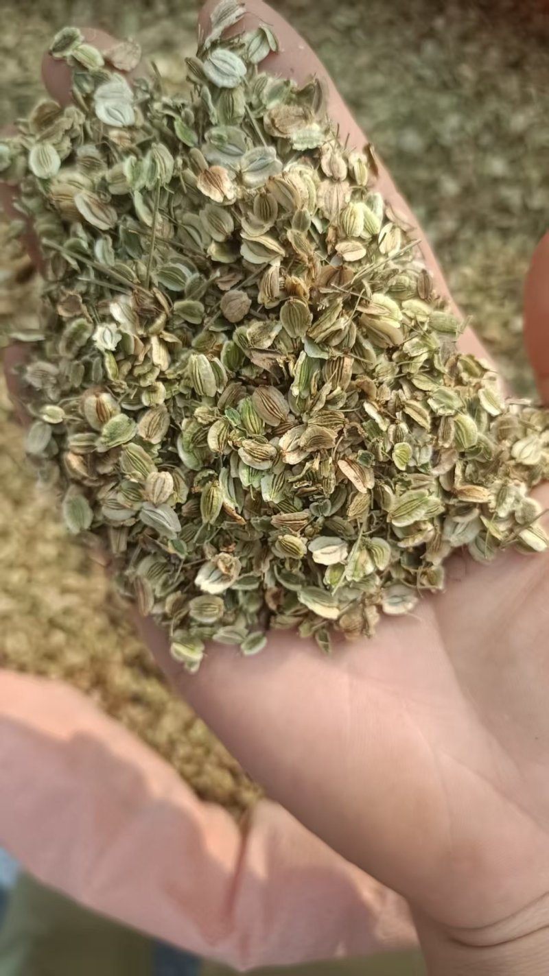 白芷种子白芷籽一斤起批包邮