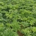 白芷种子白芷籽一斤起批包邮