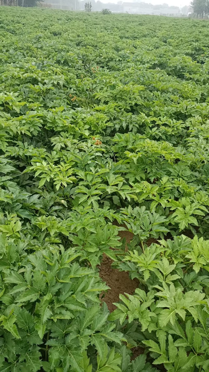 白芷种子白芷籽一斤起批包邮