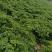 白芷种子白芷籽一斤起批包邮