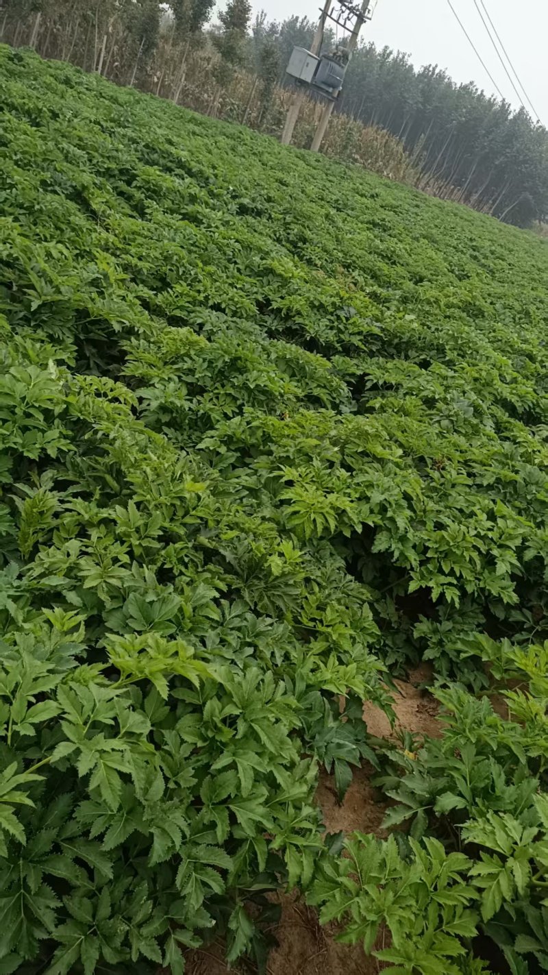 白芷种子白芷籽一斤起批包邮