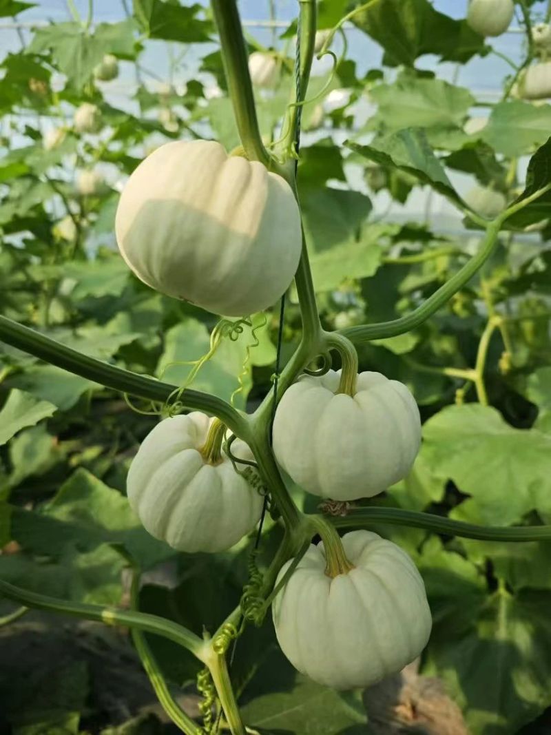 奶芙南瓜种子白贝贝南瓜种子软糯香甜高产