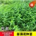 薄荷苗子薄荷秧苗产地直发量大优惠