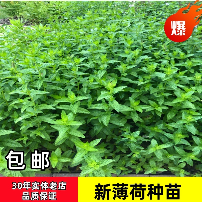 薄荷苗子薄荷秧苗产地直发量大优惠