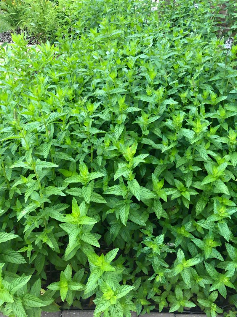 薄荷苗子薄荷秧苗产地直发量大优惠