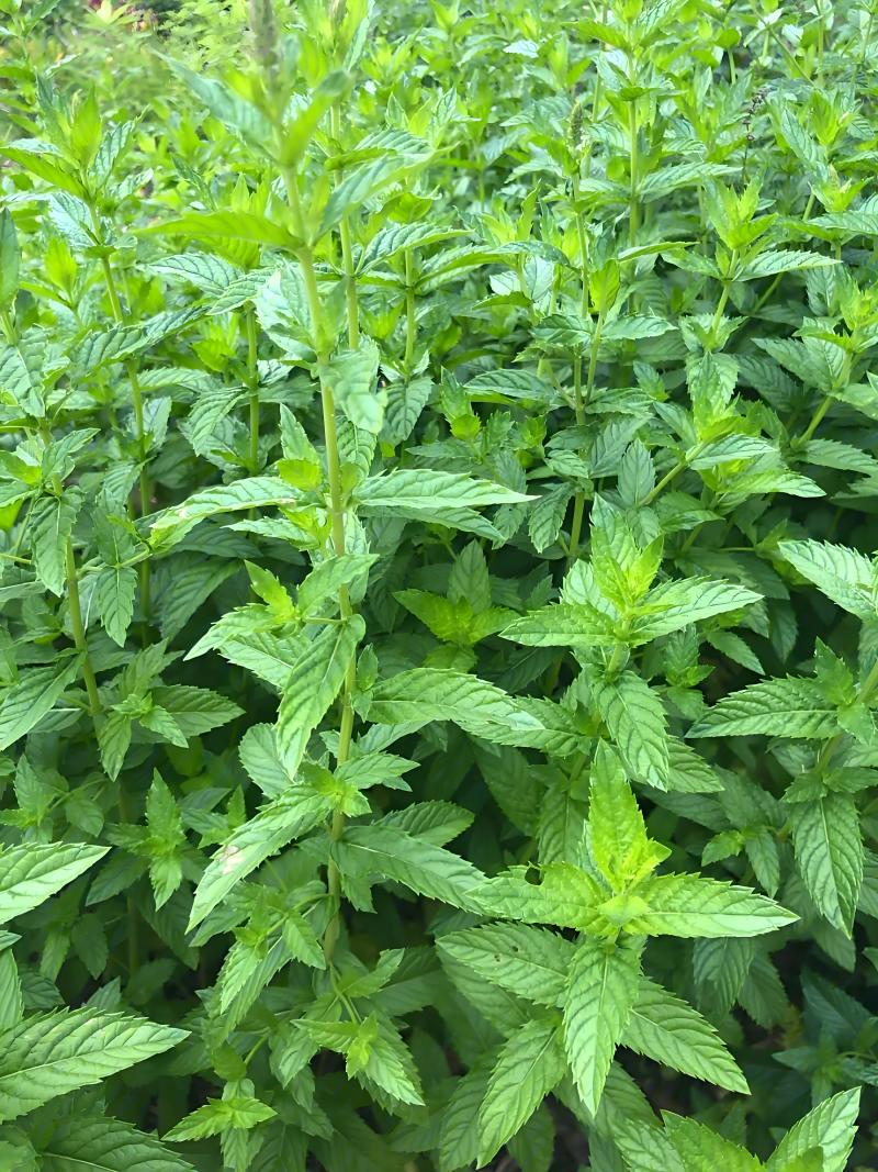 薄荷苗子薄荷秧苗产地直发量大优惠