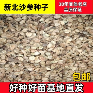 北沙参种子北沙参籽包邮支持大货批发零售