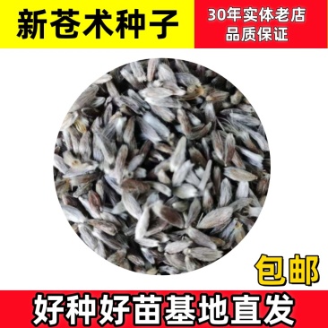 苍术种子苍术籽一斤起批包邮
