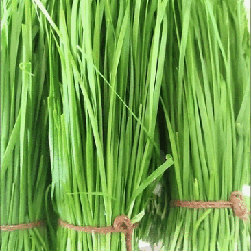 中小菜现接现割可实地考察3月-11月供货