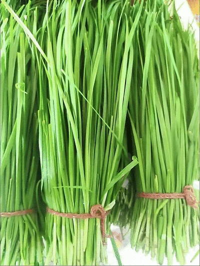 中小菜现接现割可实地考察3月-11月供货