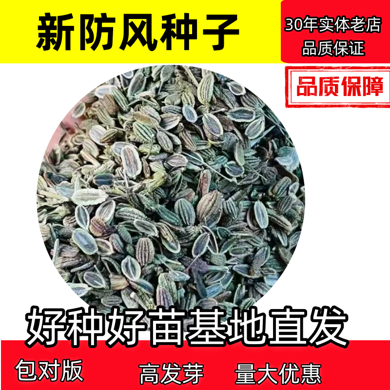 防风种子防风籽一斤起批包邮
