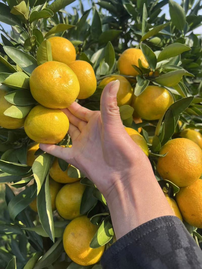 新鲜柑橘，当季现货产地直发品质保证，量大从优欢迎来电订购