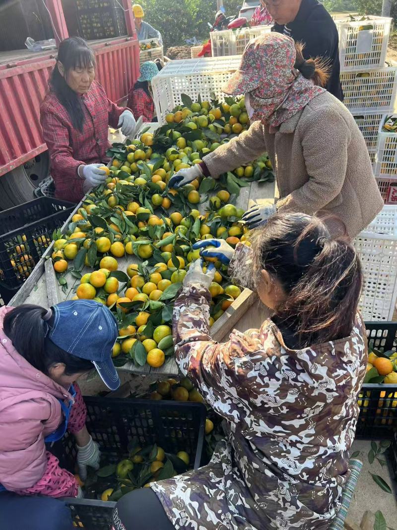 新鲜柑橘，当季现货产地直发品质保证，量大从优欢迎来电订购