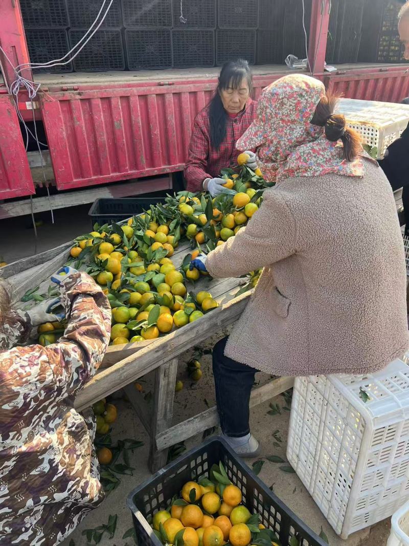 新鲜柑橘，当季现货产地直发品质保证，量大从优欢迎来电订购