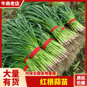 【今年新品】山东红根蒜苗扒皮水洗产地直供诚信经营！