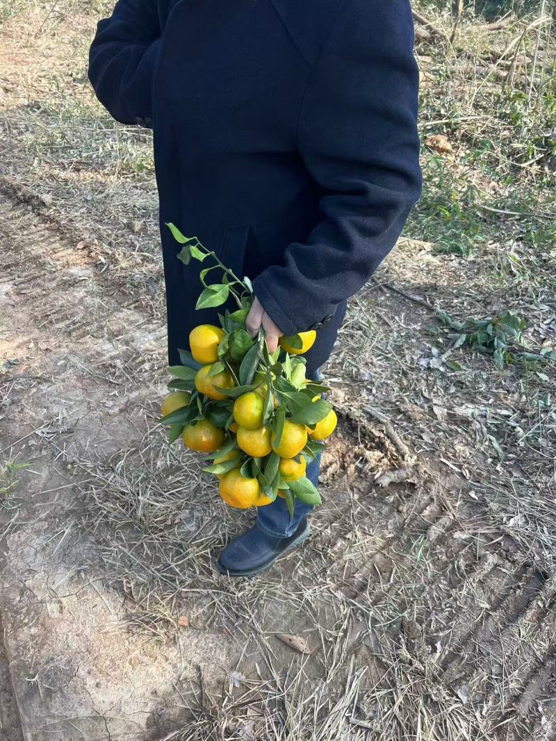 新鲜柑橘，当季现货产地直发品质保证，量大从优欢迎来电订购