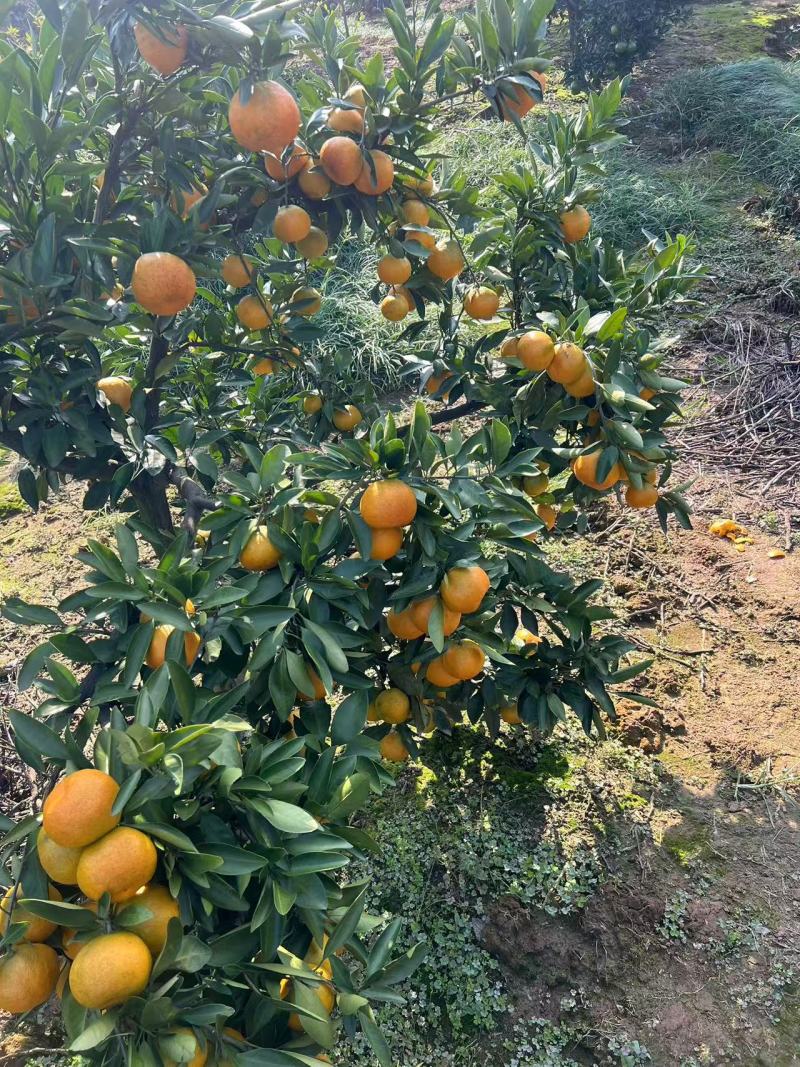 新鲜柑橘，当季现货产地直发品质保证，量大从优欢迎来电订购
