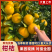新鲜柑橘，当季现货产地直发品质保证，量大从优欢迎来电订购