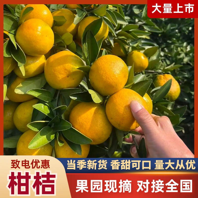 新鲜柑橘，当季现货产地直发品质保证，量大从优欢迎来电订购