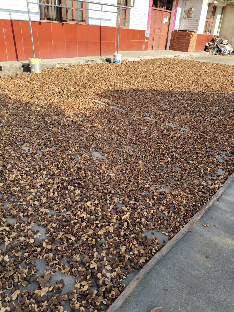 油茶籽全干手选无杂质欢迎实地考察试榨出油率