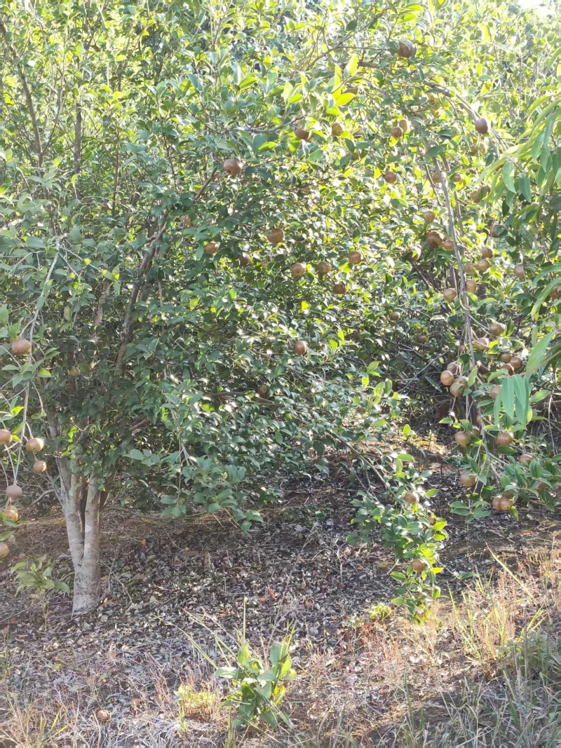 油茶鲜果产地直发保质保量量大优惠对接全国等