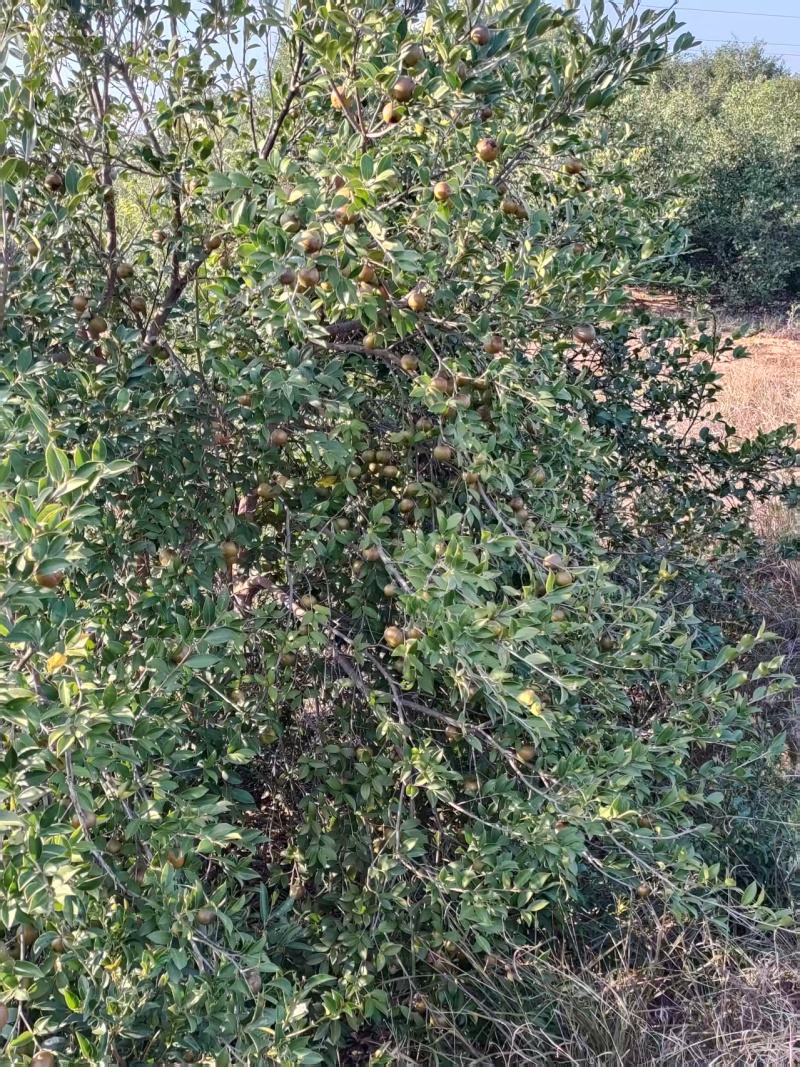 油茶鲜果产地直发保质保量量大优惠对接全国等