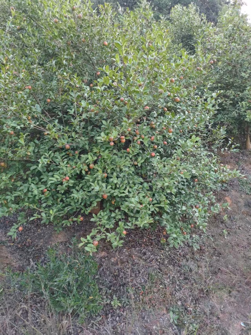 油茶鲜果产地直发保质保量量大优惠对接全国等